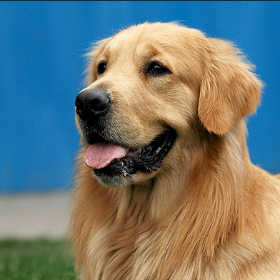 Dogs
