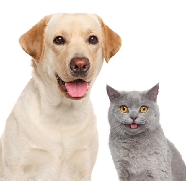 Best For Pets