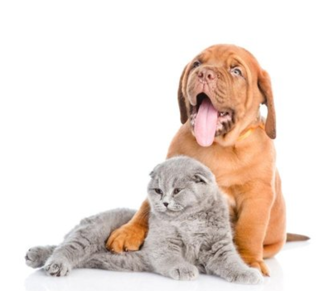 All For Pets